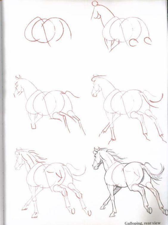 Our Tips On How To Draw Animals - Cowling & Wilcox