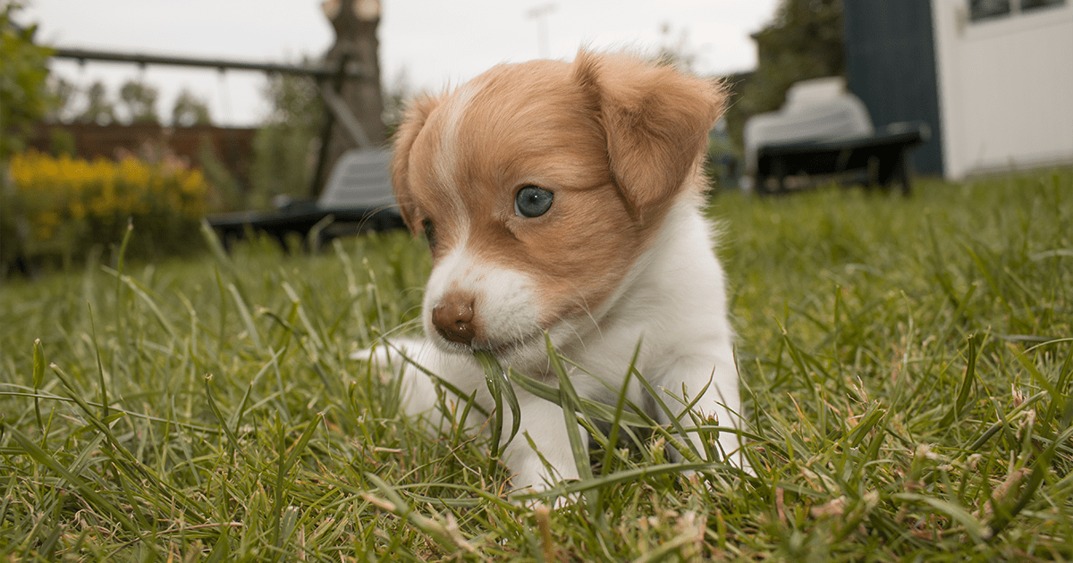 small puppy in grass