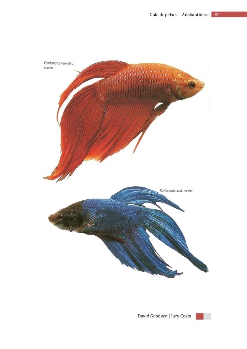 Bettas no Manual dos Peixes de Aquário escaneado em PDF