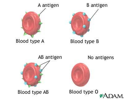 http://home.comcast.net/~mjmayhew42/Biology%20notes/multiple%20alleles%20notes_files/image003.jpg