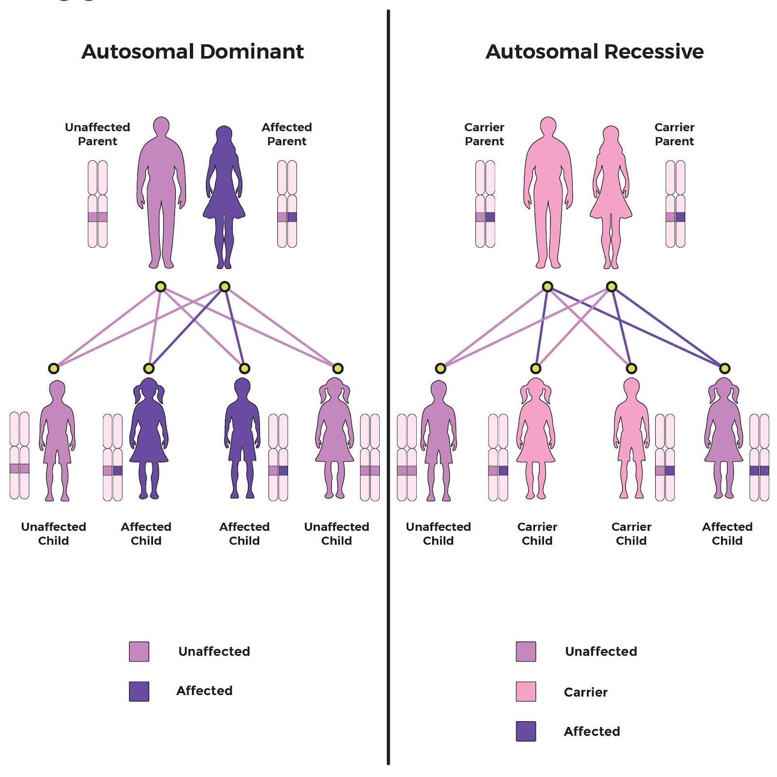 Autosomal DNA Testing: Autosomal Dominant vs. Autosomal Recessive Inheritance