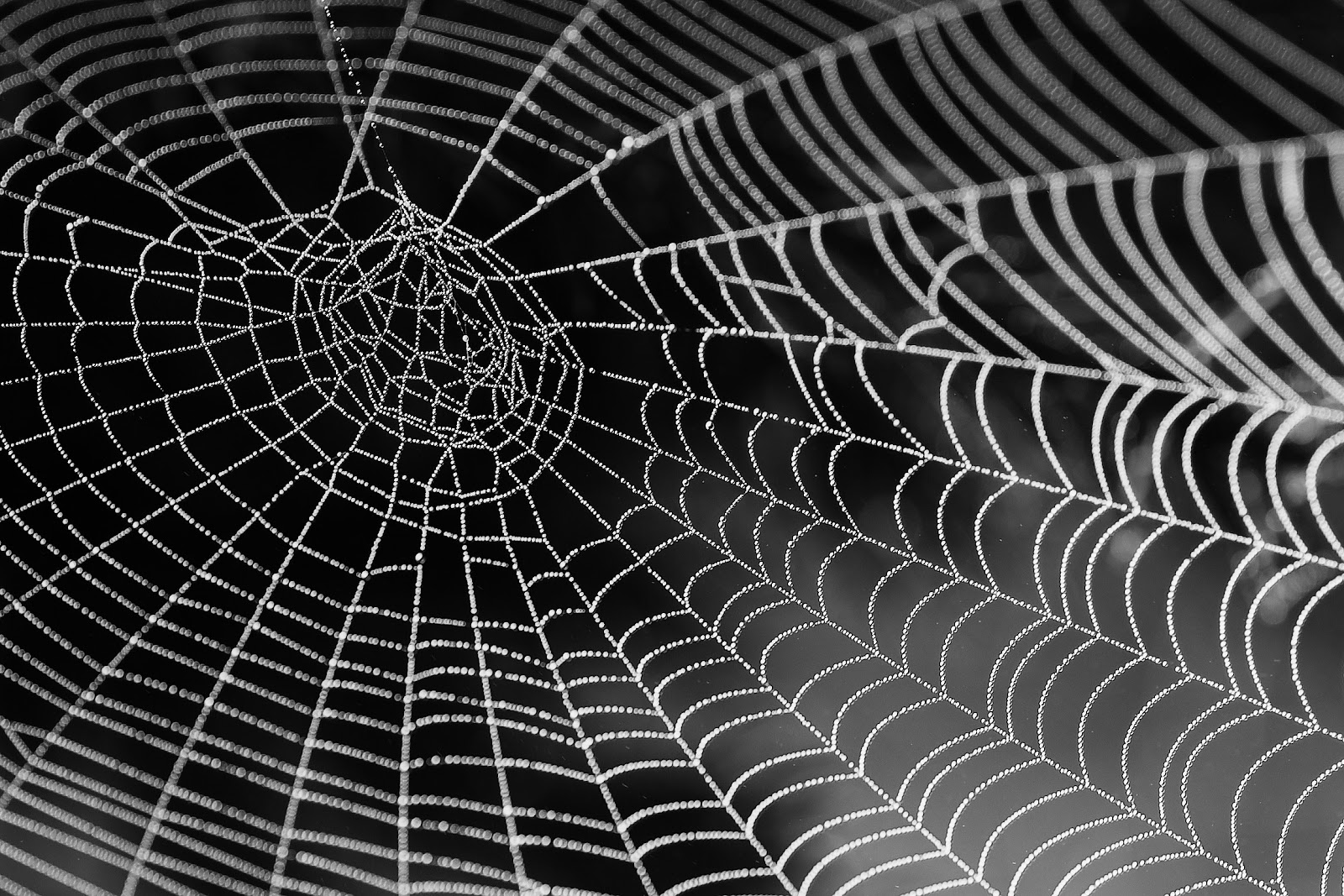 A spiderweb 