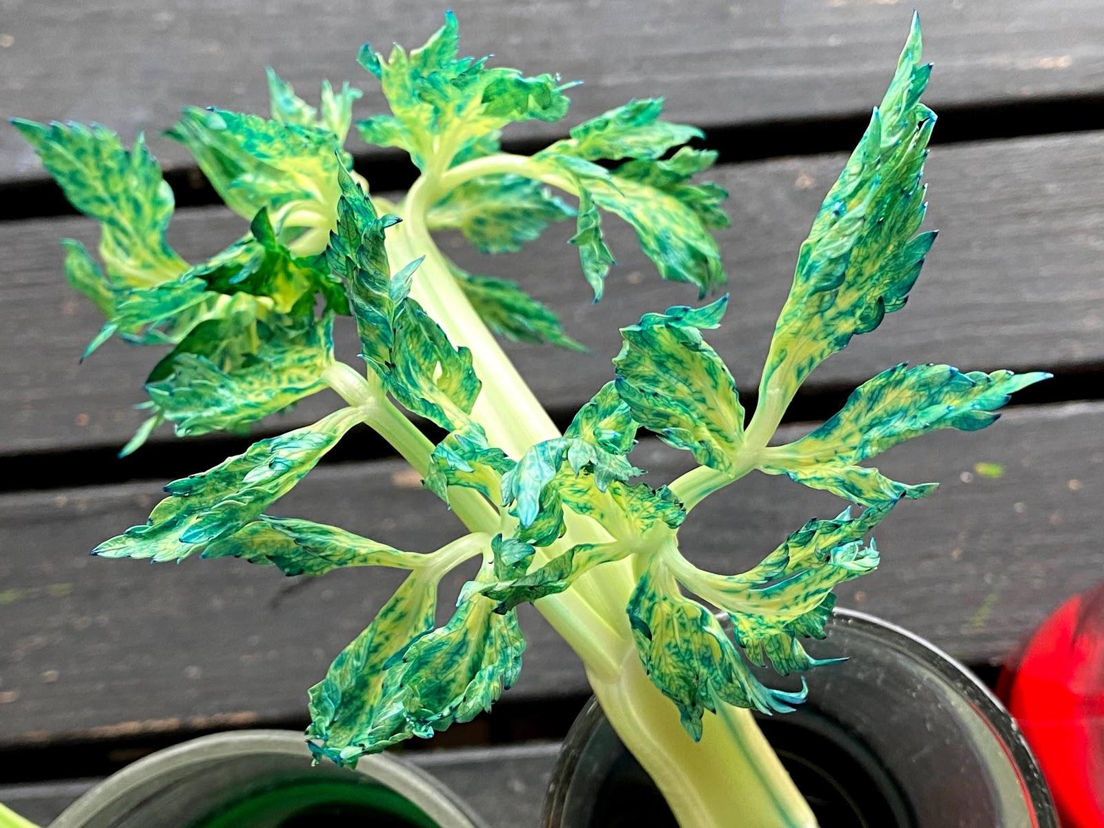 A close-up of blue food coloring in the leaves of a stalk of celery. 