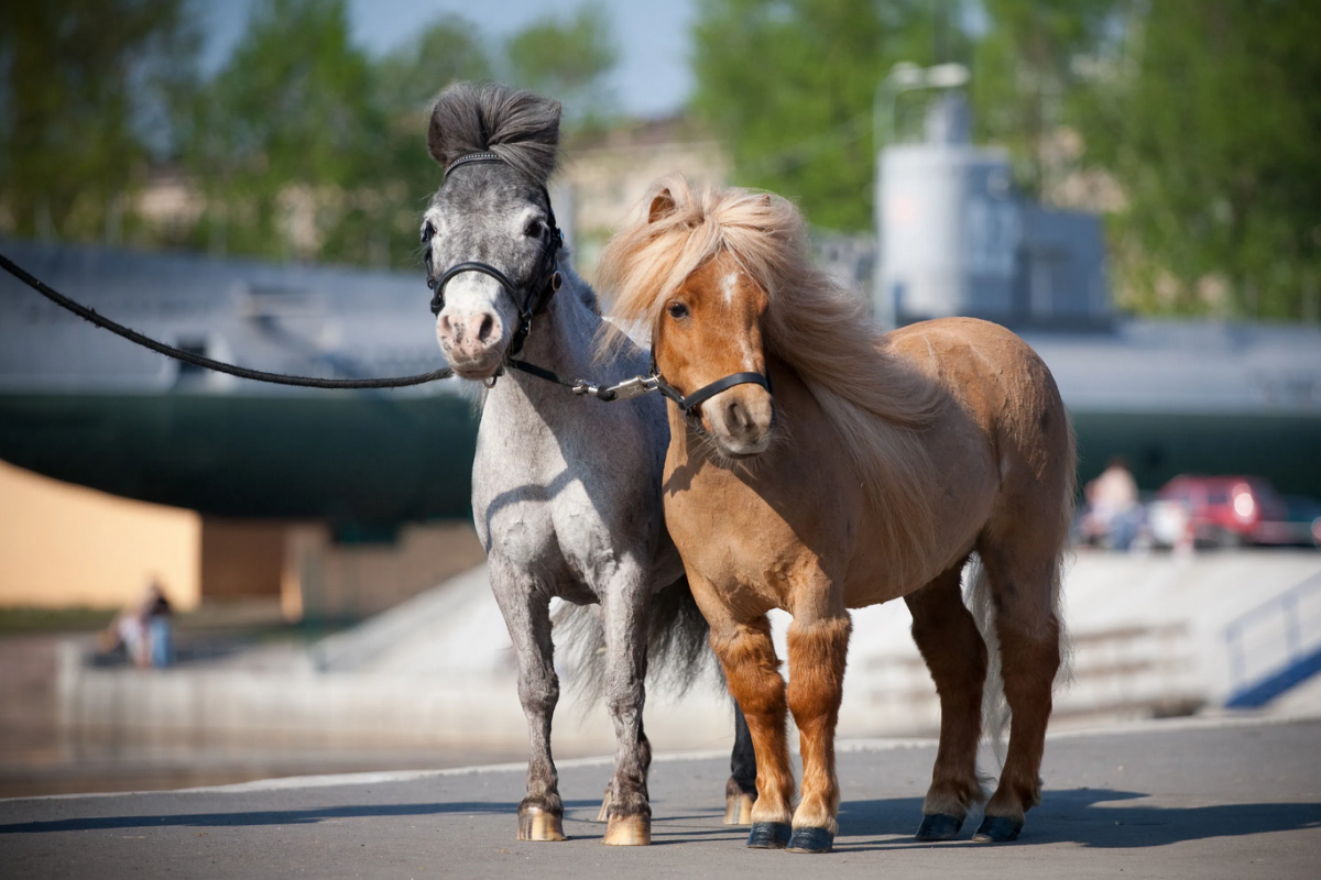 Miniature Horses