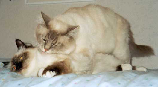 Mating cats have close contact, rubbing their faces and licking each other