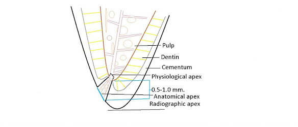 Anatomical and physiological root apex