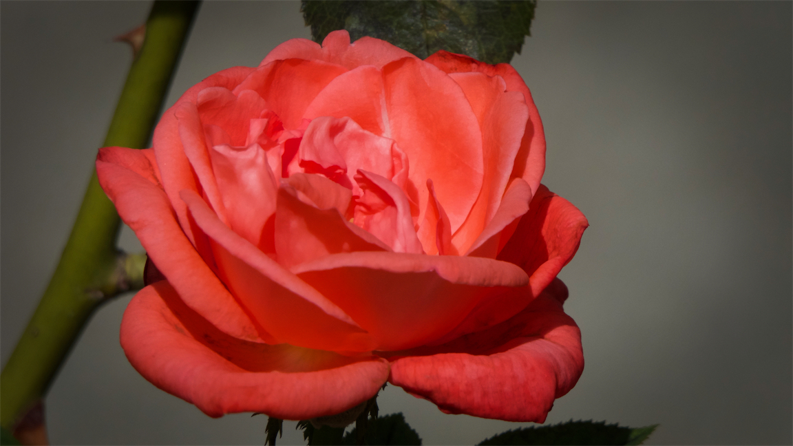 S Rose.jpg