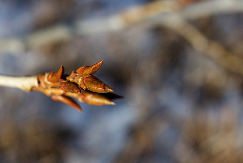 Early signs of a few buds on the end of a twig
