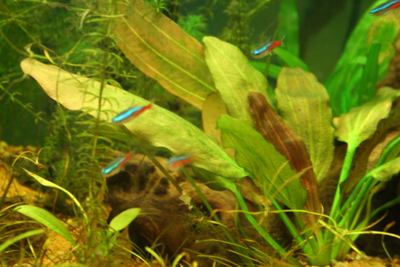 Neon tetras with plants