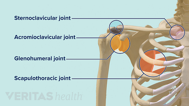 Guide to Shoulder Anatomy | Sports-health