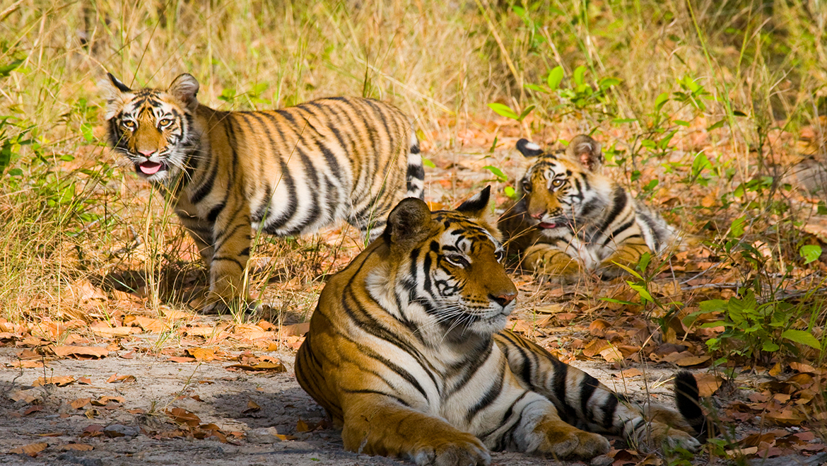 Bandhavgarh jungle safari in India