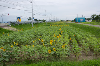 これから開花