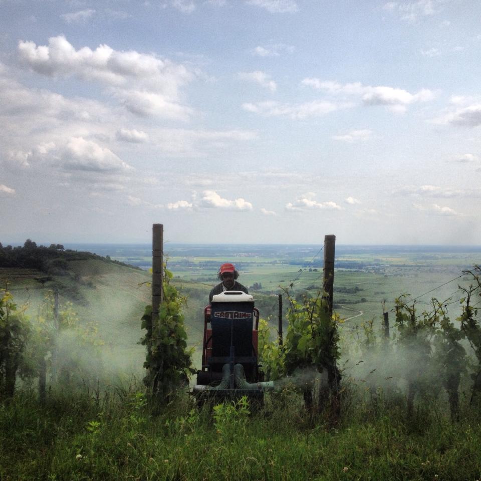 Vigneron en train de traiter au chenillard en coteaux, vue donnant sur la plaine Alsacienne.