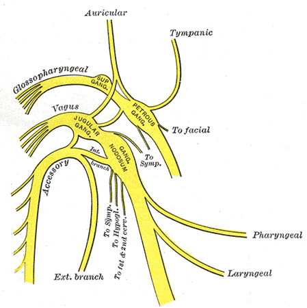 Illustration showing the location of the vagus nerve